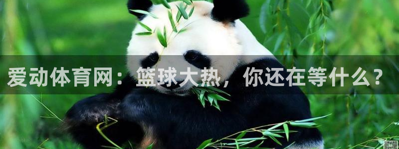 nba在线高清 劲爆体育：爱动体育网：篮球大热，你还在等什么？